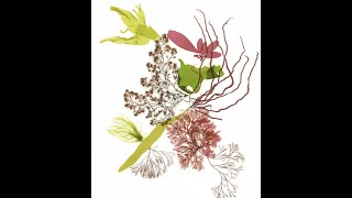 Friends from the Field: A Field Guide to the Seaweeds of Maine Webinar