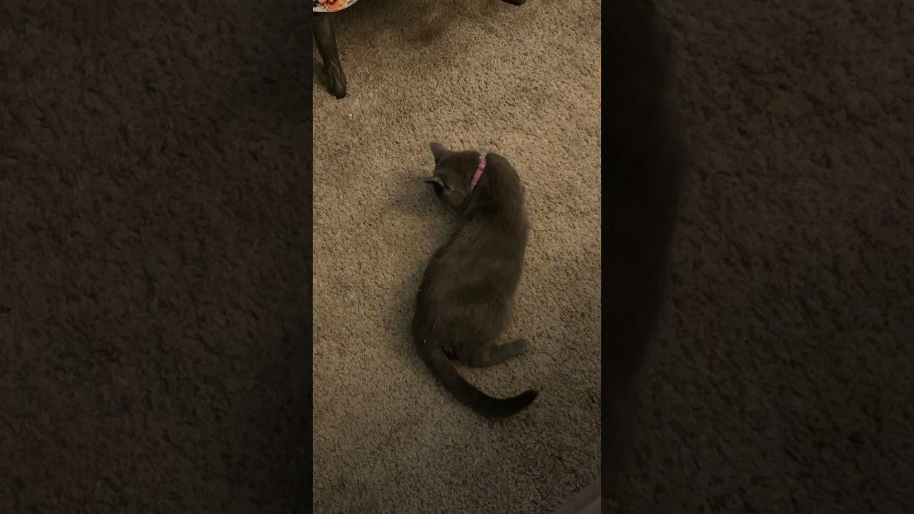 Cat on crack YouTube