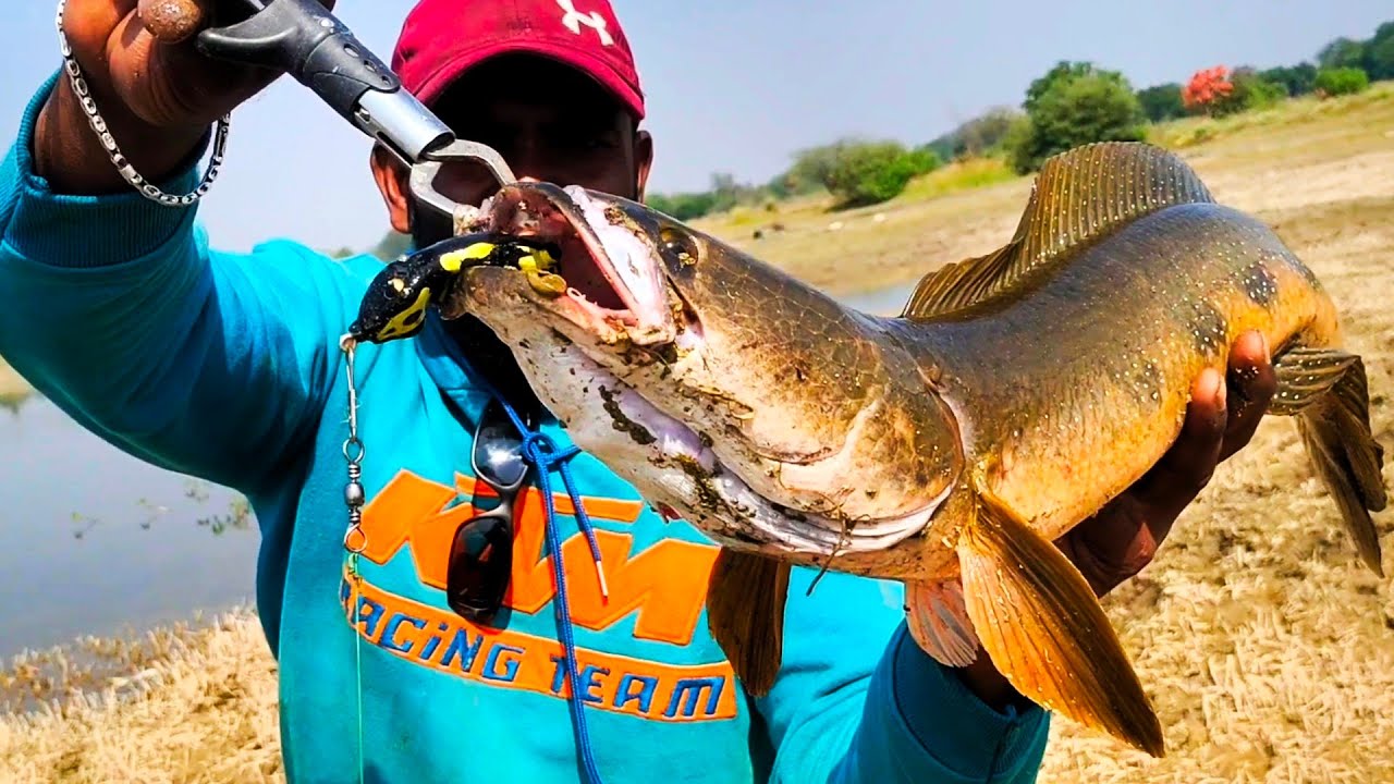 How To Catch Snakehead Fish | Fishing | Best Murrel Fishing | Rod Fishing