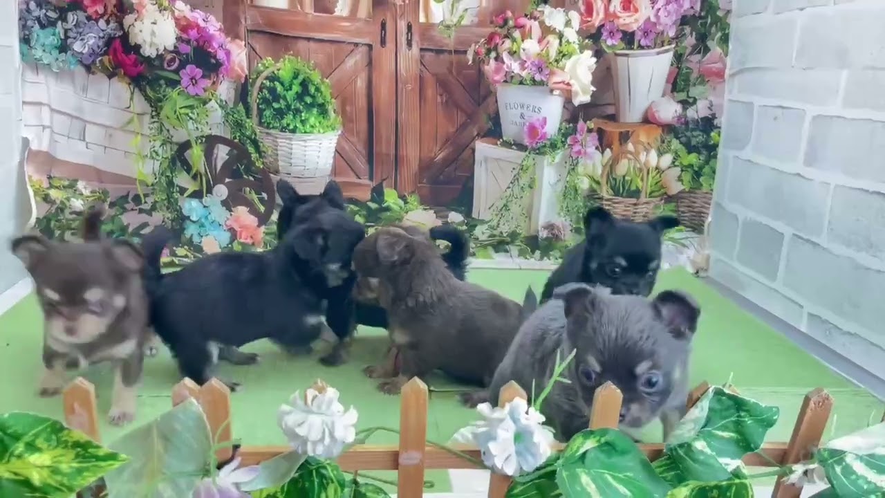 チワワ（ロングコート）の子犬（オス♂） 札幌西店｜ペットショップ