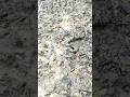sea snake #shorts #snake