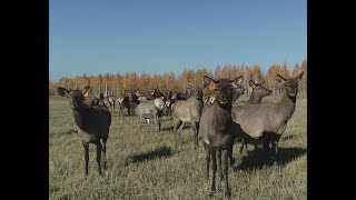 Агробизнес по-тульски (Оленеводческий комплекс)