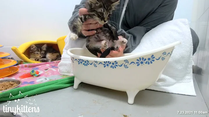 Watch the video about Feral kitten gets his first bath