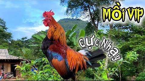 Tiếng gà rừng Gáy Chuẩn Mồi Siêu Nhạy 2025✔️ || Suab qaib qus qua zoo dib tuaj zoo tiag tiag li💯✔️