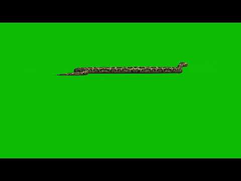Python Snake Crawl Left to Right Side | Free Green Screen HD 3d Animation 60s Wildlife Natural Theme