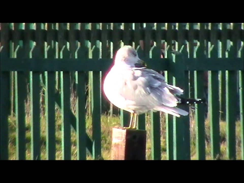 camera iphone 8 plus apk Ring-billed Gull, Tramore, Waterford, 27/12/2012