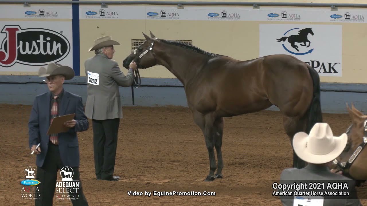 American Quarter Horse Stallion