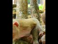 #Cutes Babies Monkey, And Daisy's baby# 218