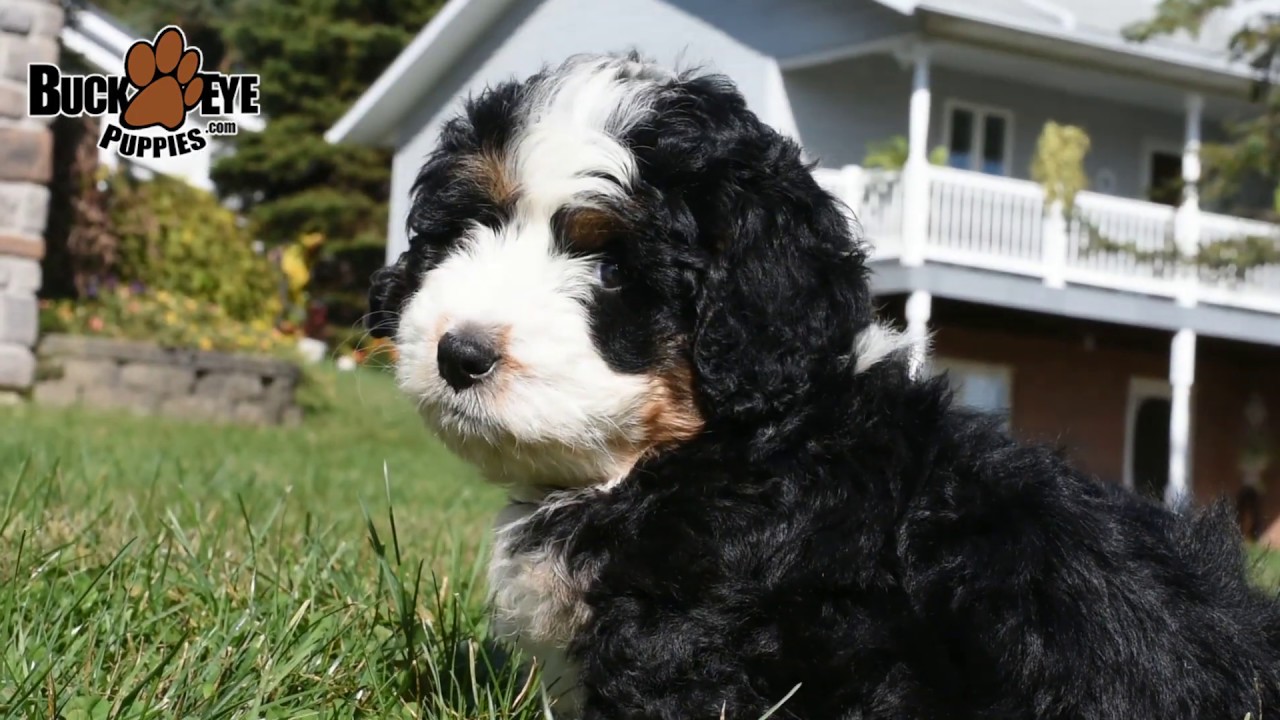 Mini Bernedoodle Puppies YouTube