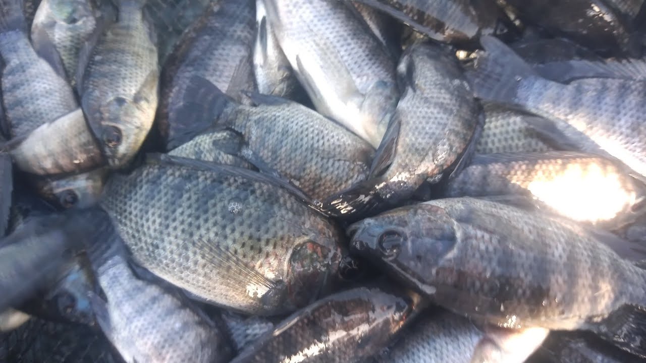 como medicar os seus peixes que estão com fungos #veja esse vídeo