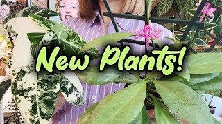 New Plants! | The Pink Trellis Plant Shop Update | Lots of Hoyas and more!