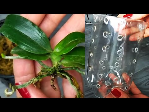 Video: Orquídea