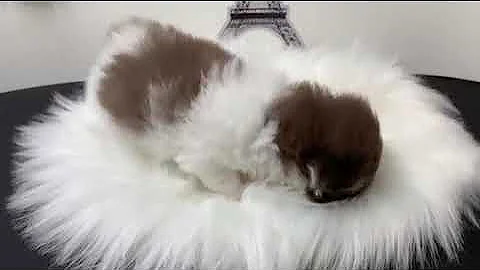 Watch the video about Baby Chocolate 🤎🐱🤎 Bicolor Exotic Shorthair Kitten Hungry and Looking for Mommy