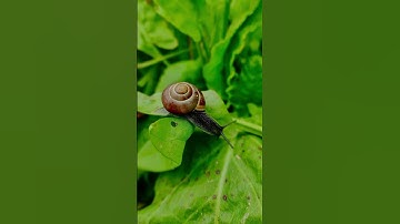 إن الله وملائكته يصلون على النبي - صلاح المصلي #قران_كريم #تلاوة_خاشعة