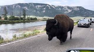 Bison Buffalo Yellowstone