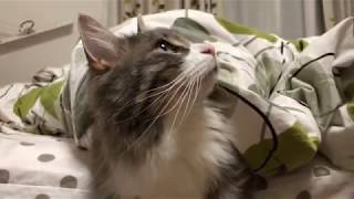 布団の隙間から飛び出す猫 ノルウェージャンフォレストキャットFly out.Norwegian Forest Cat.