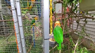 Today's 2nd outdoor recess - Marley, Nigel, Spike and Sunny, and Scooby, Penny and Mango 😍😍😍 by Providence Meadow Caique Sanctuary 133 views 2 days ago 6 minutes, 2 seconds