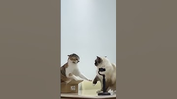 Adorable cats  😻❤️  It