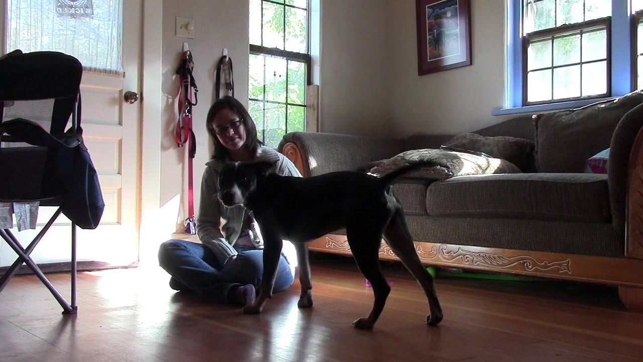 Training a shy dog YouTube