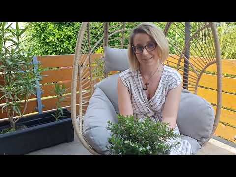 Videó: Törpe mirtuszfák – A törpe mirtusz gondozása