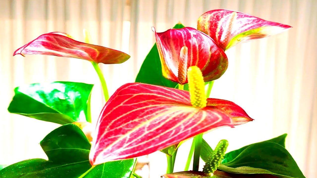ANTHURIUM ANDREANUM Y SUS CUIDADOS