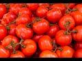 TOMATO Farming: PART 2