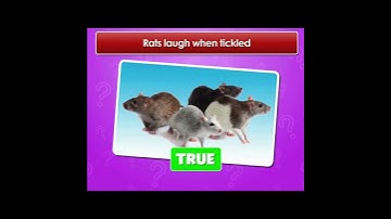 Animal Myths Busted- or Confirmed? True or False Quiz 32