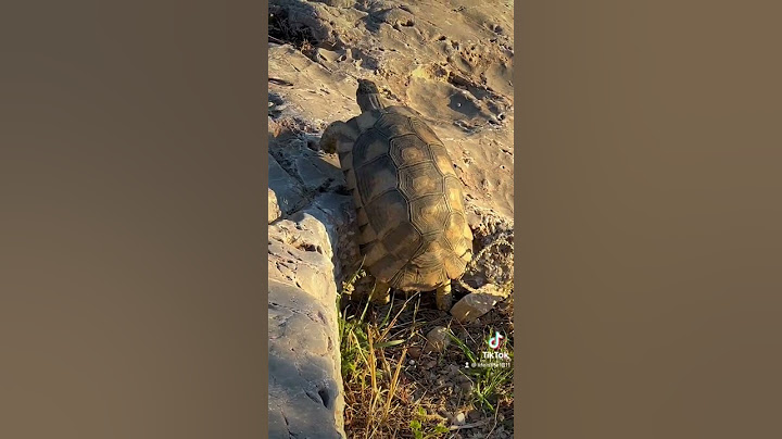 Turtle is a hero.  Climbing.  #turtle #walk #willpower #shorts #lifeislife1811 #wildanimals