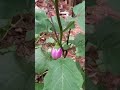 Home Garden Brinjal Plant Care &amp; Growth|@Sundarikitchens | #gardening #farming #nature #food