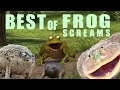 Best Of Frog Screams My Selection