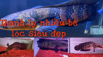 VIDEO THANH LÝ NHIỀU BÉ CÁ SIZE GIÁ SIÊU MỀM TẠI TY CHANNA SHOP #channa #cácảnh #tychanna