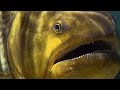 Piranha feeding frenzy  planet earth  bbc earth