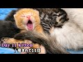 【BGM無し】元野良ママが産んだ子猫の成長記録