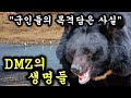 인간이 없어진 DMZ에 살아가는 멸종위기 동물들