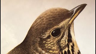 Natures music, relax with the songs of nature, song thrush bird song