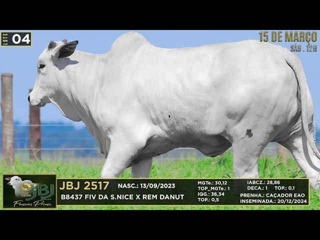 LOTE 04   JBJ 2517