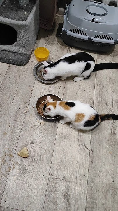 Котики Желают Доброго Утра #котики - YouTube