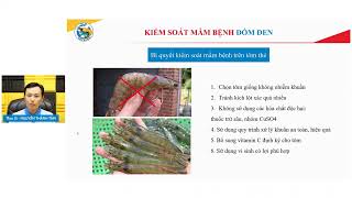 Bí quyết kiểm soát bệnh đốm đen trên tôm hiệu quả