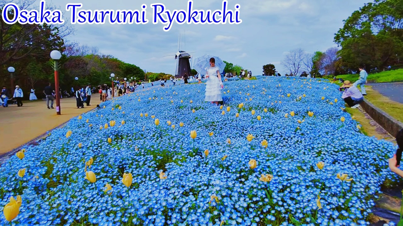 大阪】鶴見緑地のチューリップとネモフィラを撮影 Osaka Tulips and