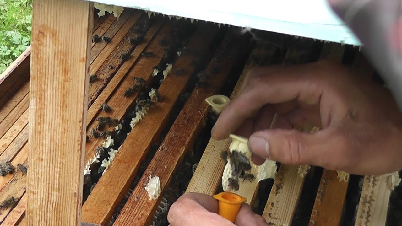Как подсадить матку. Маточник пчелы. Маточники пчел в улье. Маточник на рамке. Изолятор для матки.