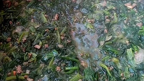 How to cook spinach  lebanese recipe. Janet acosta
