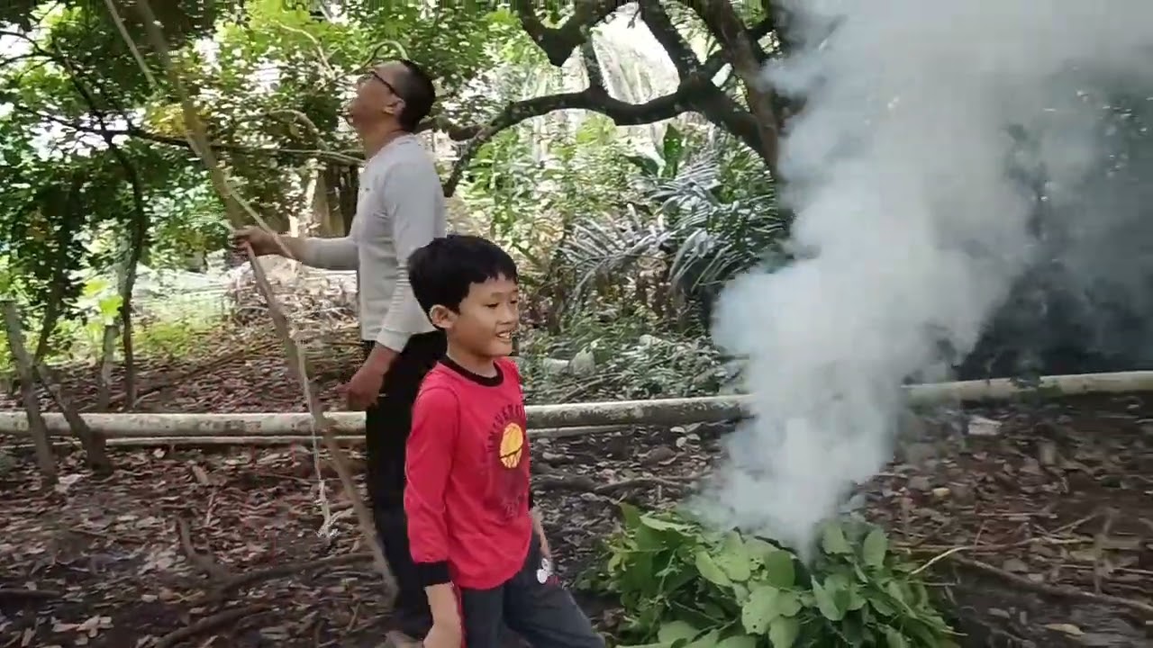 Buah Rambutan Tidak Banyak Tapi Syukur Masih Berbuah juga MANTAP 