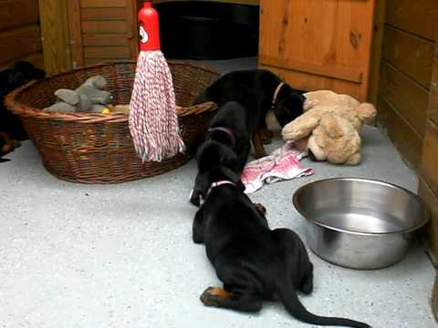 Russkaja Mechta L-litter puppies with our niece Li...