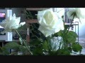 Ю.Серов. Белые розы. БАЯН