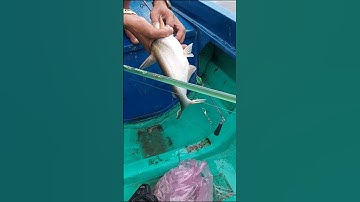 Câu cá dứa trên sông, lên hàng một e cá dứa mập ú #fishing #food #ẩmthực