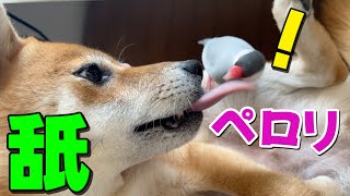 柴犬にペロリされても動じない文鳥風ちゃん　柴犬小夏
