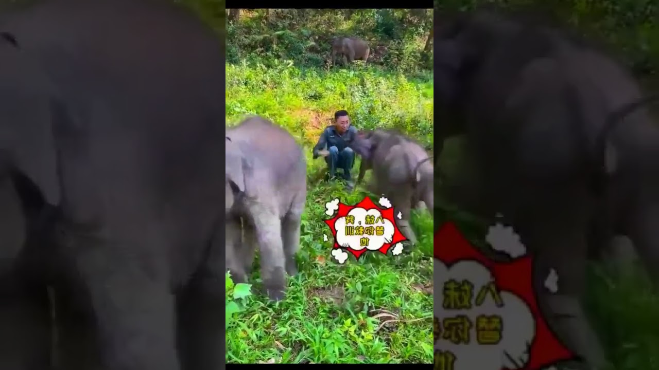 #elephants