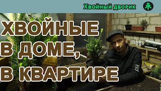 Можно ли выращивать хвойные в квартире?