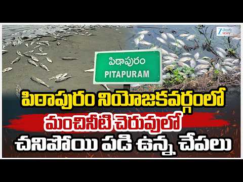 Fishs Incident in Pithapuram Constancy |  పిఠాపురం నియోజకవర్గంలో మంచినీటి చెరువులో చేపలు మృ*తి.. - ZEE24TELUGUNEWS