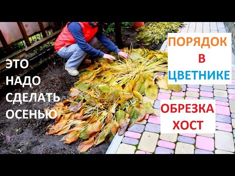 Видео: Когда мне следует обрезать клетру?